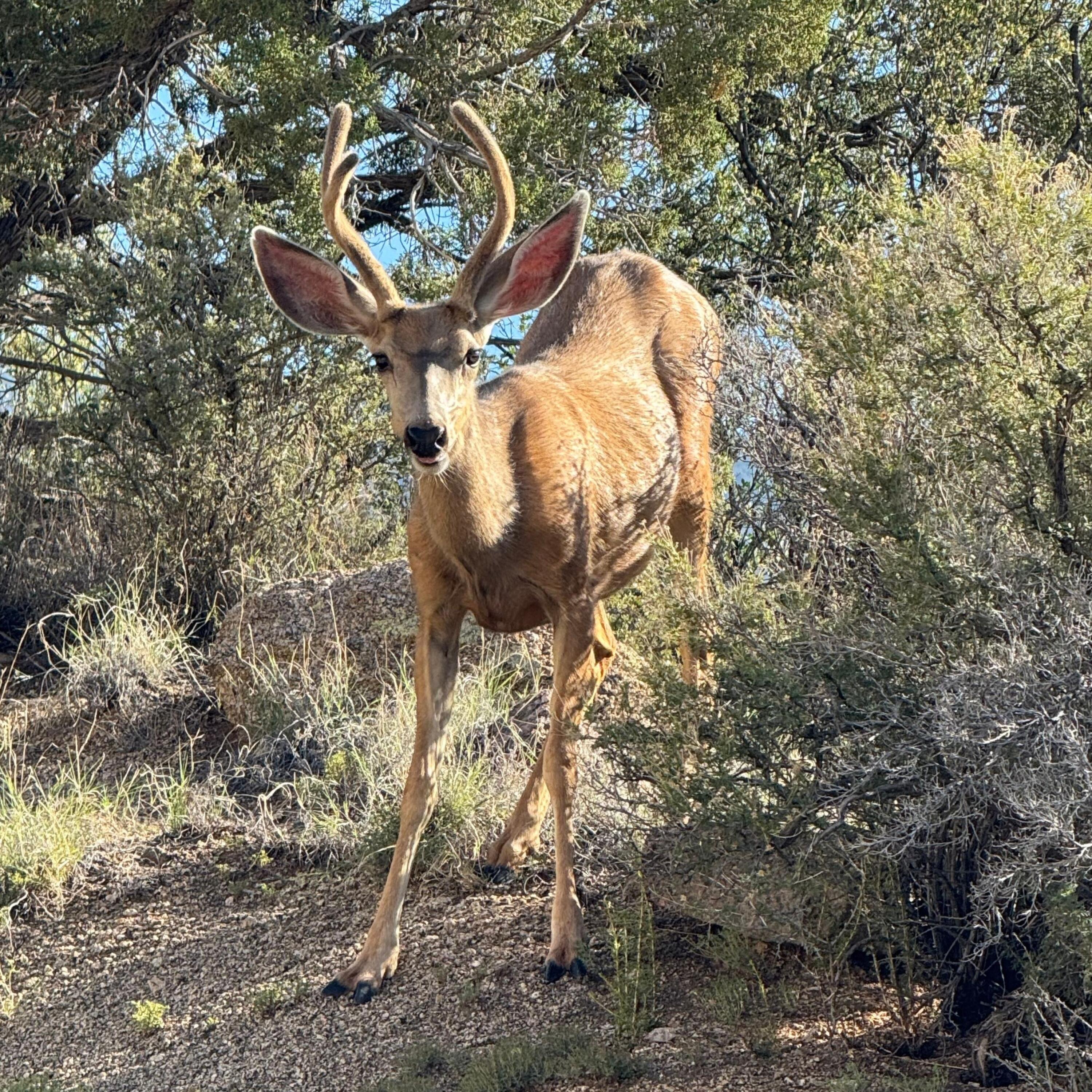 3150 Coyote Trail, Albuquerque, NM, 87123 3150 Coyote Trail, Albuquerque, NM, 87123