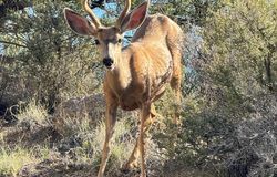 3150 Coyote Trail, Albuquerque, NM, 87123 3150 Coyote Trail, Albuquerque, NM, 87123