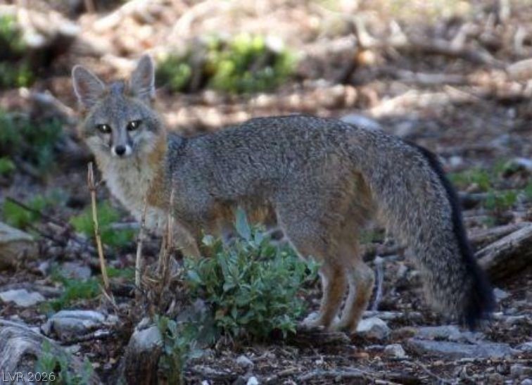 525 Snow Fall Trail, Mount Charleston, NV, 89124 525 Snow Fall Trail, Mount Charleston, NV, 89124