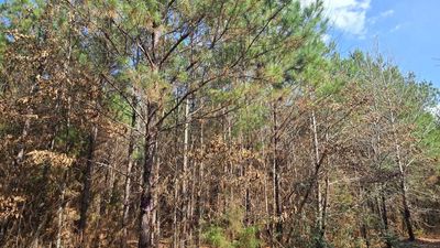 Land for Sale in Rusk County Texas