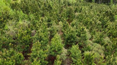Land for Sale in Rusk County Texas